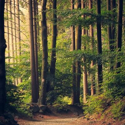 加拿大pc入口手机app下载